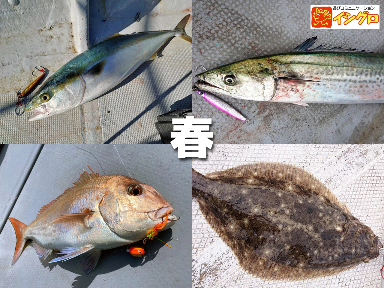 伊勢湾ジギング ジグの集め方(バーチカル・青物編) | 釣りのある生活